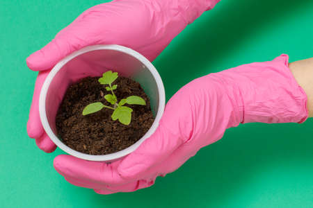 Close up hands of a gardener in pink rubber gloves holding a plastic can with a young tomato seedling in a soil. Top view. Cultivation of vegetables.の写真素材
