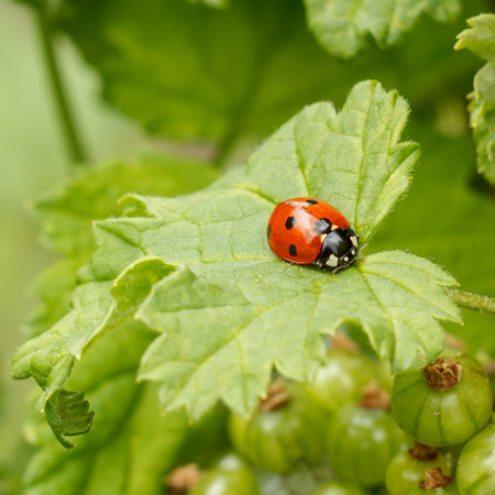 Ladybug on a leaf of a black currant bushの写真素材
