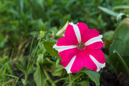 Close-up petunia flower in the summer garden. Blooming red and white petunia in summertime with the blurred green natural background. Shallow depth of field.の写真素材