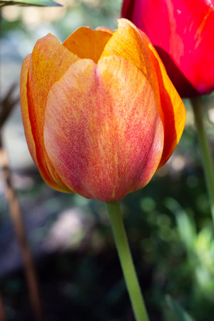 Tulip growing in the garden with same flowers on the background. Shallow depth of field.
