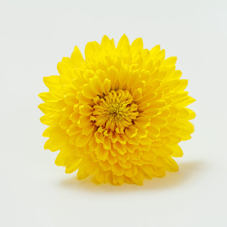 Close-up a head of a yellow chrysanthemum on the white background. Shallow depth of field.