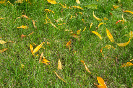 Yellow nectarine leaves on grass in autumn season.