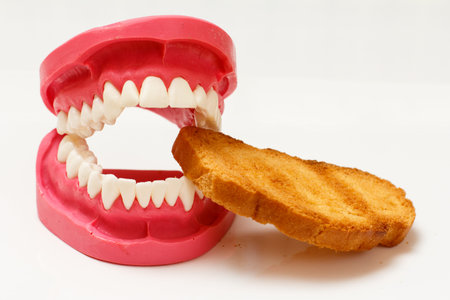 Layout of the human jaw with a rusk in it on the white background.