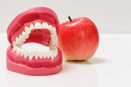Layout of the human jaw and apple beside it.の写真素材