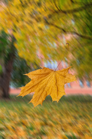 Yellow maple leaf with trees and fallen leaves on the background.の写真素材