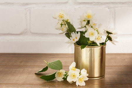 Jasmine flowers blossoming in sunny summer day.