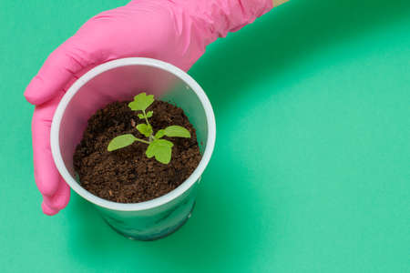 Close up hand of gardener holding green tomato seedling.の写真素材