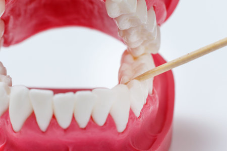 Layout of the human jaw with a toothpick between teeth.
