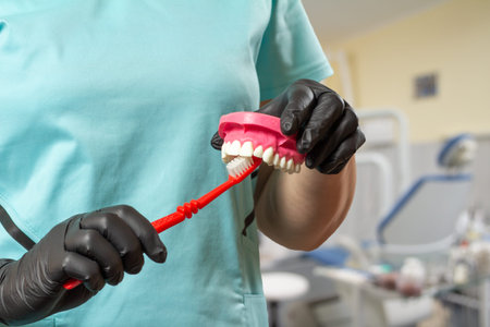 Close-up view of dentist's hands with a human jaw layout and a toothbrush.