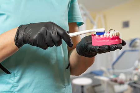 Close-up view of dentist's hands with a human jaw layout and a toothbrush.の写真素材