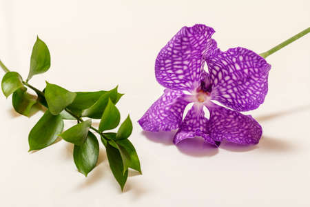 Orchid flower bud on the white backgroundの写真素材