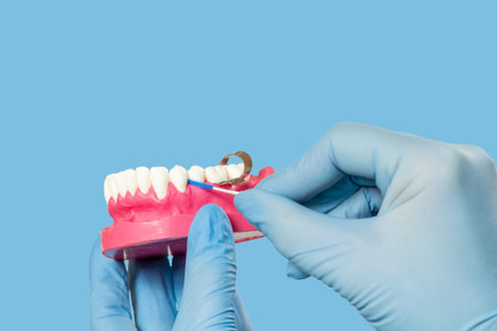 Close-up view of dentist's hands with a human jaw layout and a interdental toothpick brush..