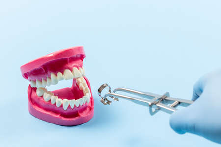 Dentist in latex gloves with a rubber dam forceps and a layout of the human jaw. Medical tools concept.の写真素材