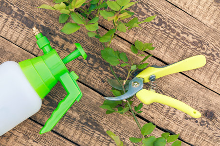 Pressure sprayer, a pruner and cut branches of rose on the wooden boards. Garden tools and...