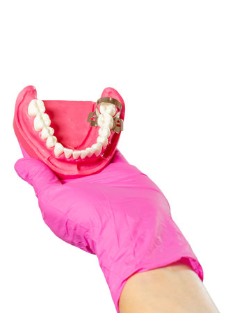 Dentist holding layout of the human jaw