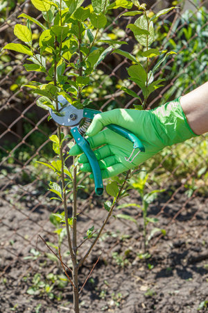 Female farmer looks after the garden. Pruning of fruit trees. Woman in gloves with a pruner shears...