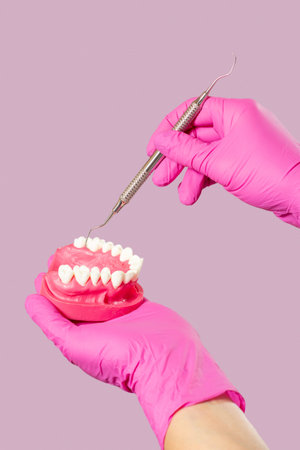 Close-up view of dentist's hands in latex gloves with a layout of the human jaw and a dental...