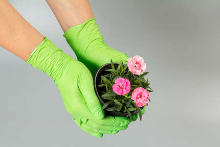 Woman in gloves with pink carnation flowers in the pot on the gray background.の写真素材