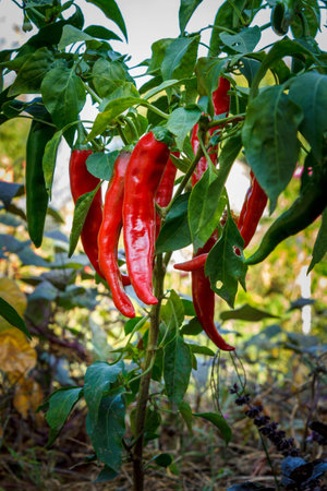 Chili peppers ripening on a bush in the garden.