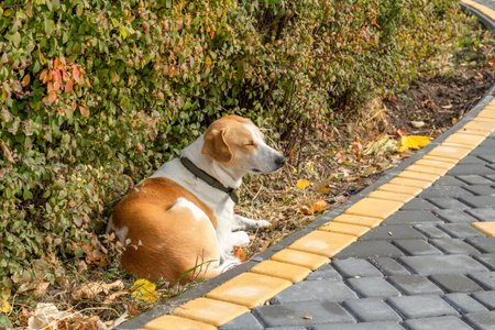 Big dog laying beside footpath in the autumn park.