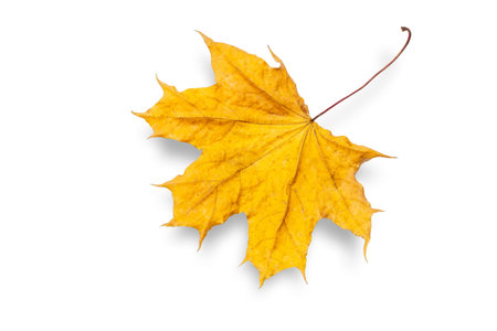 Yellow maple leaf on the white isolated background. Top view.