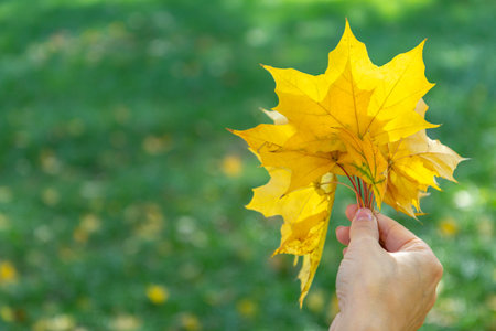 Close-up the bunch autumn maple leaves in woman's hand with the blurred natural background. Autumn composition.の写真素材