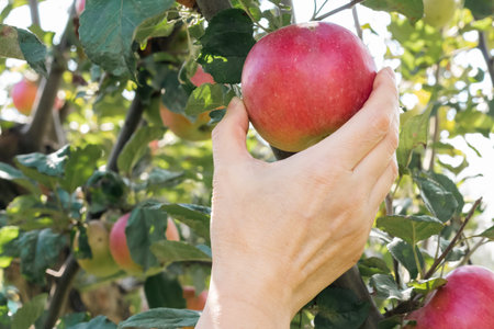 Close-up view of woman's hand picking a red ripe apple from a tree in the orchard.