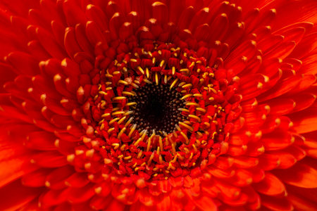 Close-up head of a red gerbera flower. Top view.の写真素材