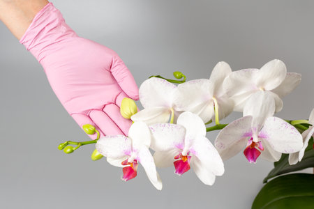 Woman's hand in a rubber glove holding a branch of white phalaenopsis orchid flowers on the grey background. Tropical flower.の写真素材
