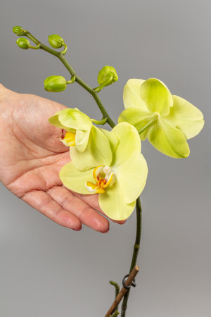 Woman's hand holding a branch of yellow phalaenopsis orchid flowers on the grey background. Tropical flower.の写真素材
