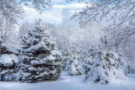 Spruce trees covered with snow in sunny winter day with blue sky on the background. Beautiful winter landscape.の写真素材