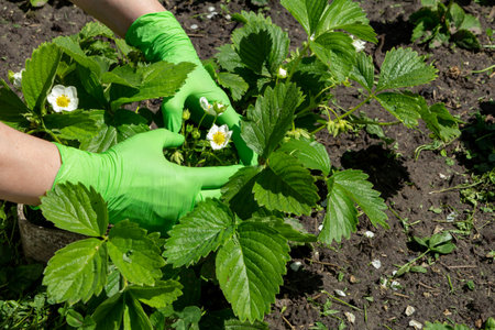 Female gardener in green latex gloves is holding strawberry bush with flowers growing on the garden bed.の写真素材