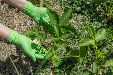 Female gardener in green latex gloves is examining the strawberry bush growing on the garden bed.