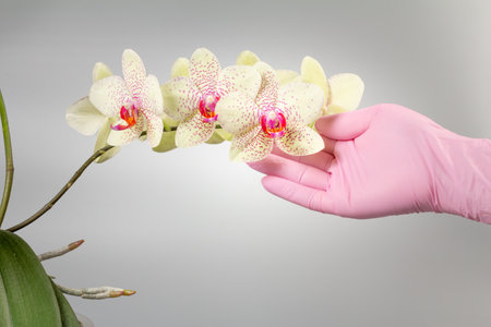 Woman's hand holding a branch of phalaenopsis orchid flowers on the gray background. Tropical flower.の写真素材