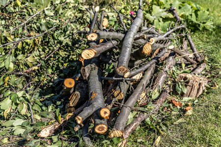 Small pile of felled and sawn branches of a tree laying on green grass. Top view.