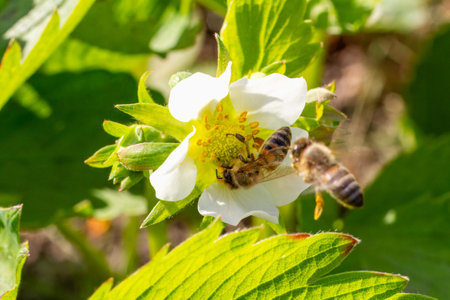 Close-up a flowering strawberry bush with a bee sitting on a white flower. Cultivating berries in a...