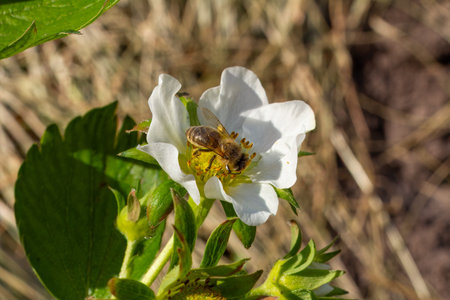 Flowering strawberry bush with a bee sitting on a white flower. Cultivating berries in a garden.の写真素材