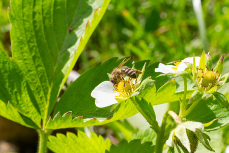 Close-up a flowering strawberry bush with a bee gathering pollen from a white flower. Cultivating berries in a garden.の写真素材