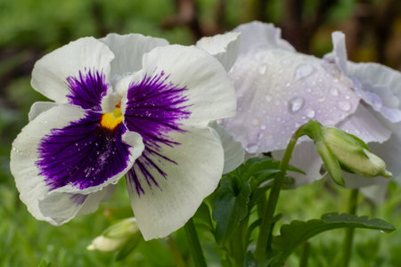 Close-up flowers of the violet with a green bokeh background. Selective focus on the flower.の写真素材