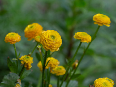 Yellow Ranunculus asiaticus or Persian buttercup growing in the garden. Shallow depth of field.