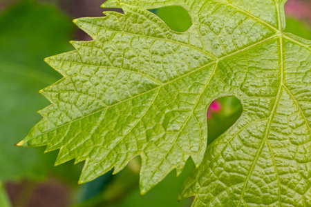 Close-up a young green grape leaf on a bush with the blurred background. Shallow depth of field.