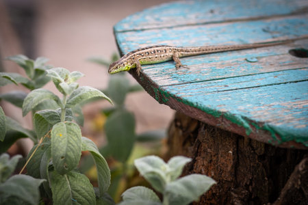 Little lizard on an old wooden board with the natural background.の写真素材