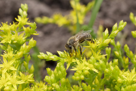 Close-up blooming Sedum acre Aureum with a bee gathering pollen from a flower. Honey plant.の写真素材