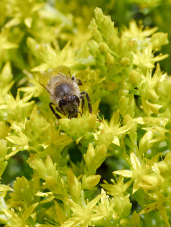 Close-up blooming Sedum acre Aureum with a bee gathering pollen from a flower. Honey plant.の写真素材