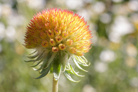 Close-up bud of Gaillardia without petals after flowering. Shallow depth of field.