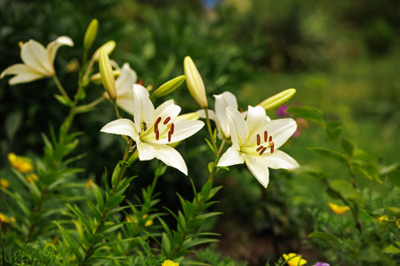 White lily flowers in the summer garden with the blurred background. Shallow depth of field.の写真素材