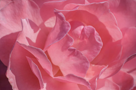 Close-up view of a pink rose bud. Top view. Shallow depth of field.の写真素材