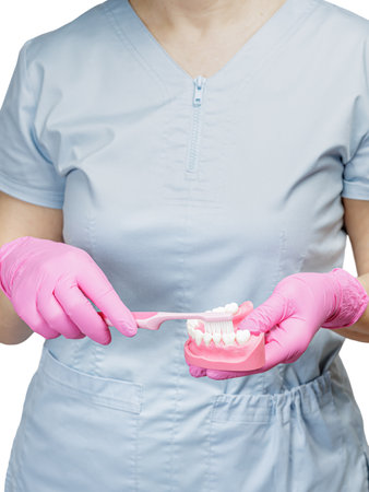 Dentist in pink latex gloves with a human jaw layout and a toothbrush. Oral hygiene concept.の写真素材