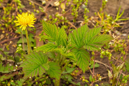 New green leaves of a raspberry bush growing in the spring garden. Top view.