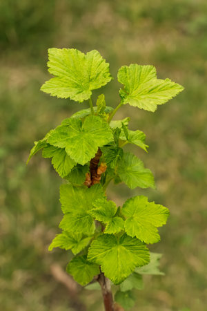 New green leaves growing on a currant bush in sunny spring day. Blurred natural background.